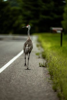A majestic Sandhill Crane strolls on a quiet suburban road, surrounded by greenery.