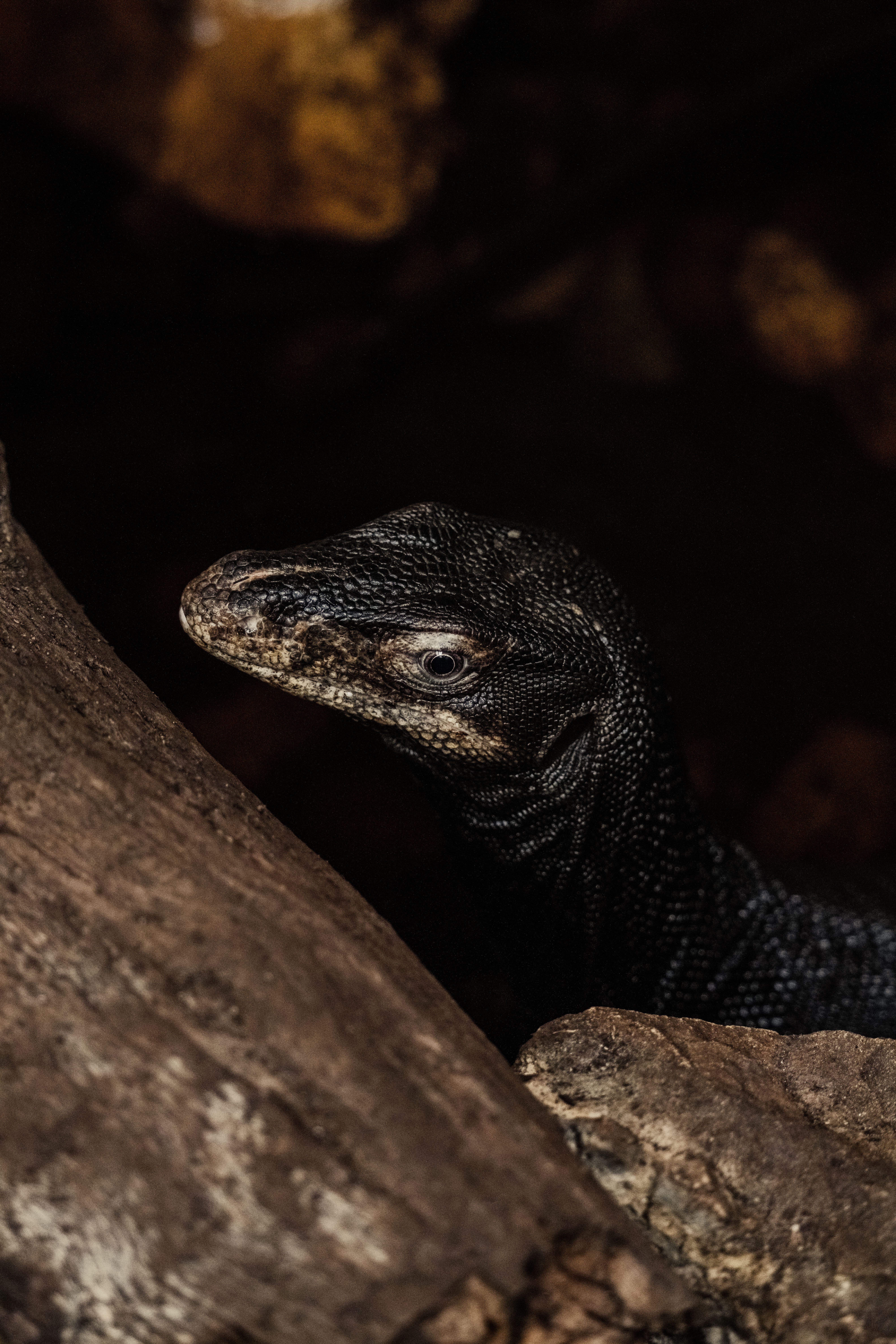 Detailed view of a monitor lizard's head peeking from behind rocks in a dimly lit environment.