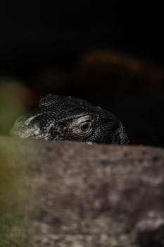 Komodo dragon's eye peeking from behind a log, dimly lit setting.