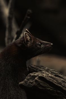 A captivating side profile of a dark-furred animal against a moody background.