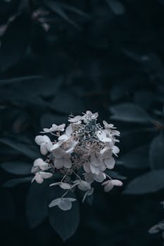 A dark, moody close-up of white hydrangea flowers with a blurred leaf background.