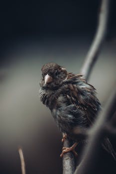 A detailed close-up of a sparrow perched on a branch, capturing the intricate feathers.