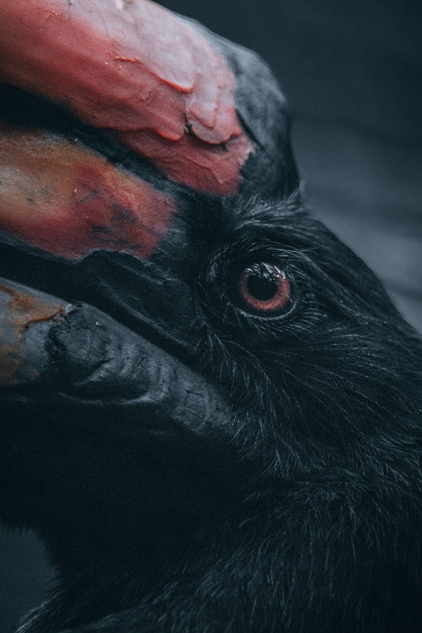 Detailed close-up of a rhinoceros hornbill's eye and colorful beak, showcasing texture.