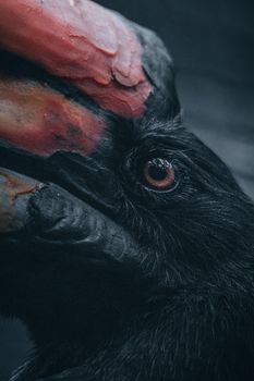 Detailed close-up of a rhinoceros hornbill's eye and colorful beak, showcasing texture.