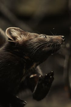 A dramatic portrait of a dark-colored ferret gazing upwards, set against a soft-focus background.