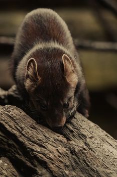 A pine marten explores a log, showcasing its natural behavior in the wild.