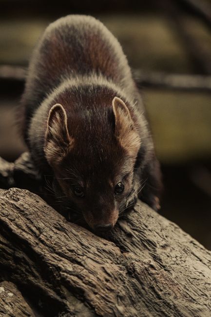 A pine marten explores a log, showcasing its natural behavior in the wild.