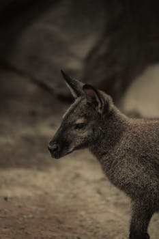A serene close-up of a wallaby in its natural habitat, showcasing earthy tones and textures.