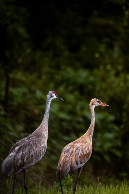 Elegant Sandhill Cranes captured in a vibrant green setting, highlighting their grace.