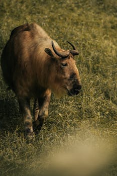 An adult Tibetan Takin peacefully grazing in a grassy pasture, showcasing its robust physique and natural habitat.
