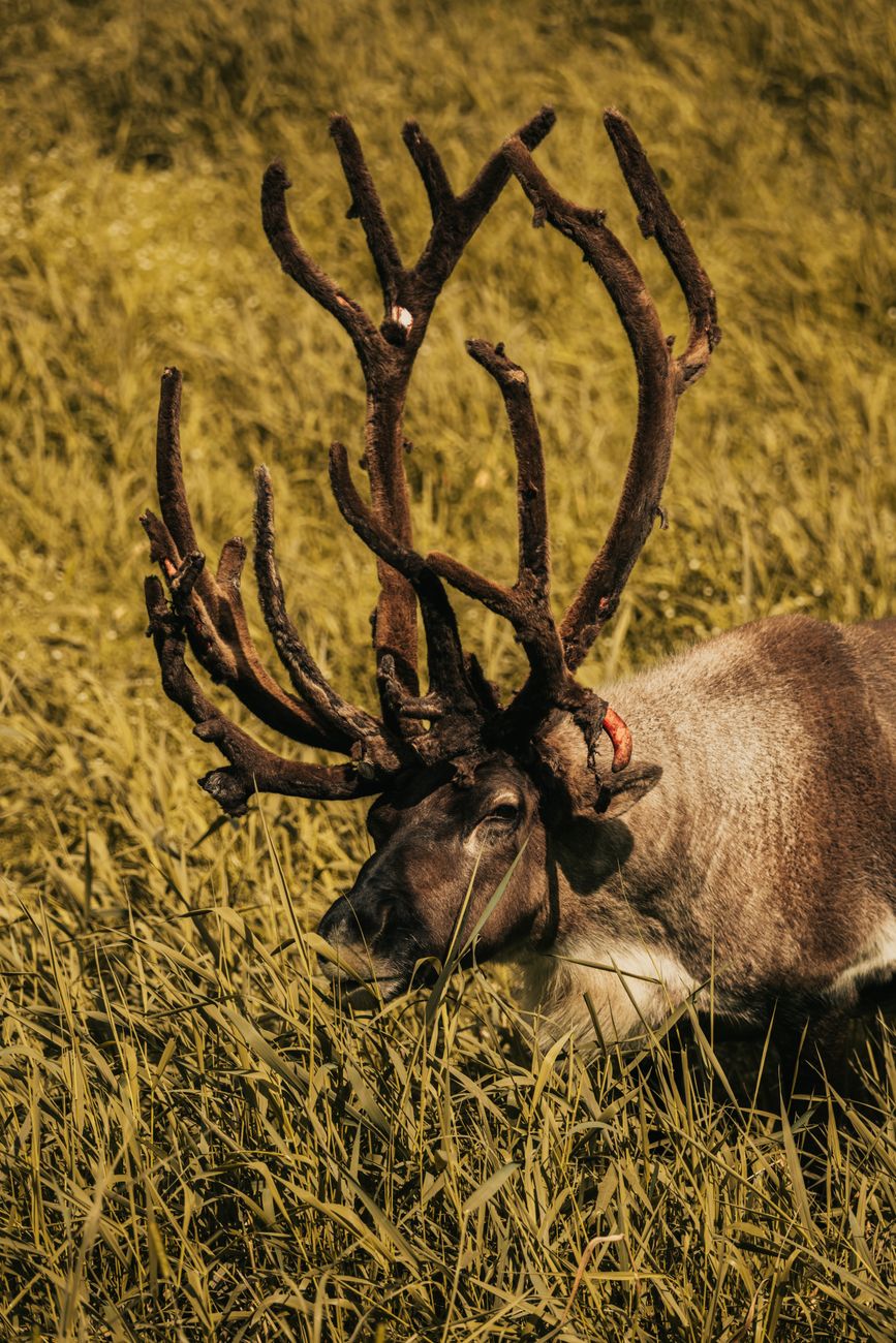 A beautiful reindeer with impressive antlers grazes peacefully in a grassy meadow.