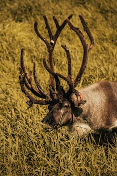 A beautiful reindeer with impressive antlers grazes peacefully in a grassy meadow.