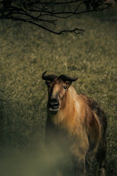 Photograph of a wild takin in a dense forest setting, capturing its natural habitat.