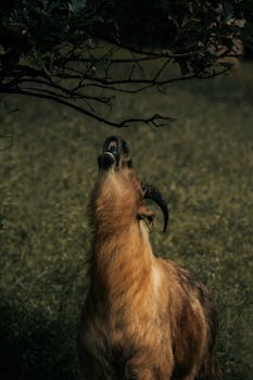 A majestic Takin stands on hind legs to reach leaves, showcasing its natural habitat.