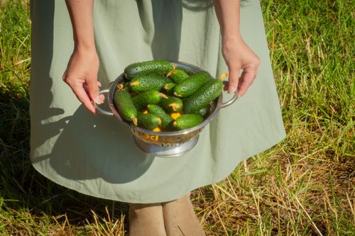 Free Person holding a colander filled with fresh cucumbers in a sunny outdoor setting. Stock Photo
