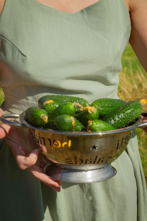 Free Close-up of a woman in a green dress holding a colander filled with fresh cucumbers outdoors. Stock Photo