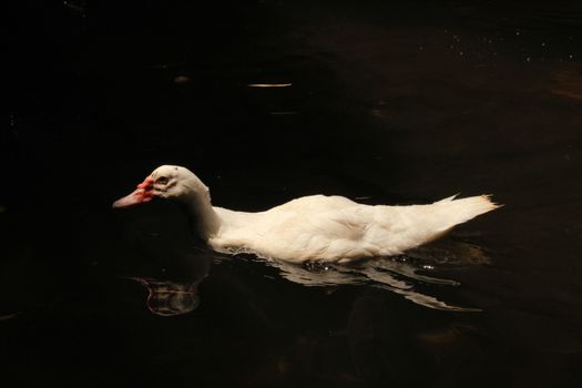 A serene white duck glides gracefully on tranquil dark water, radiating calm.