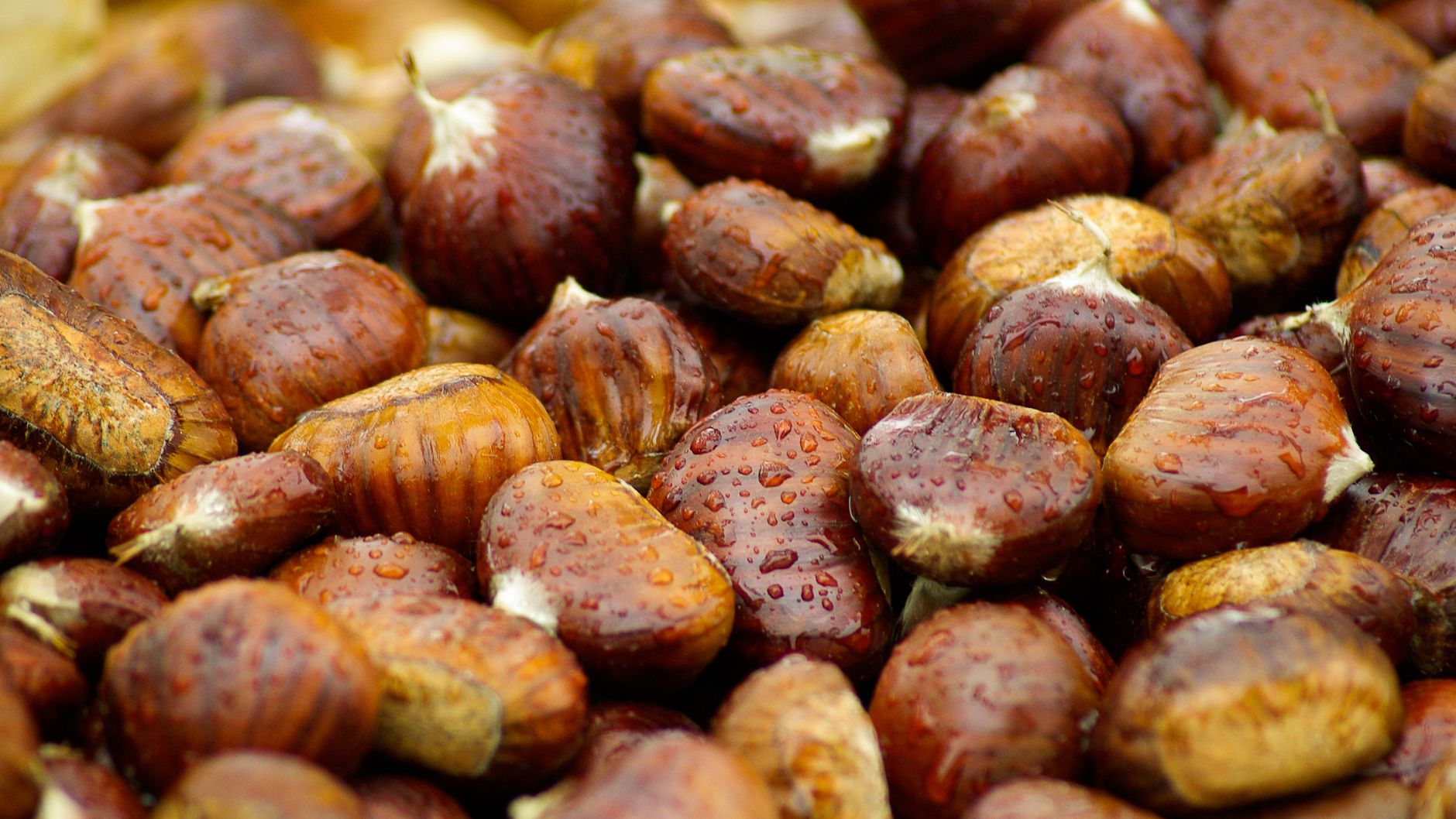 A detailed view of fresh chestnuts with water droplets, capturing autumn's essence.