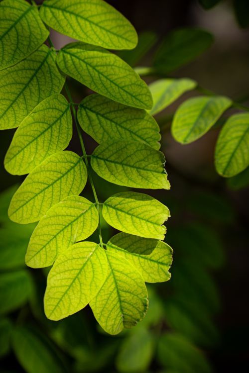 Free Close-up of vibrant green leaves with detailed vein patterns in sunlight. Stock Photo