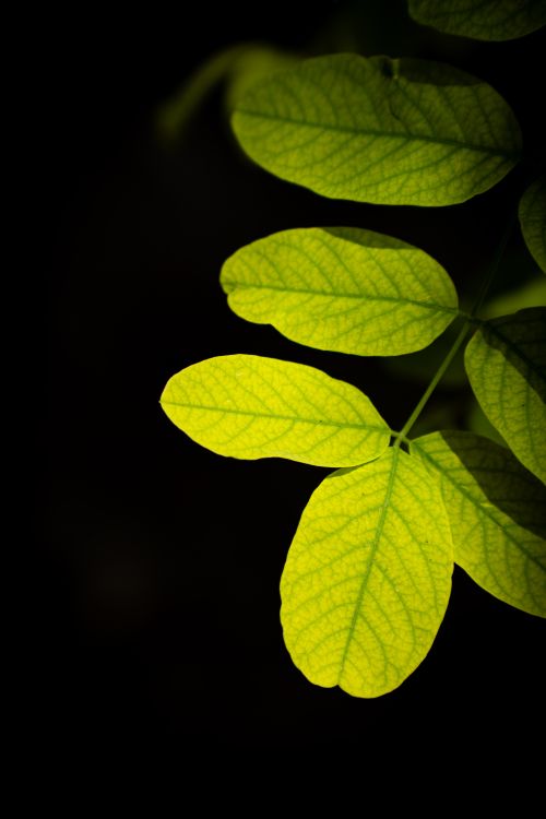 Free Close-up of vibrant green leaves with intricate veins on a dark background, nature concept. Stock Photo