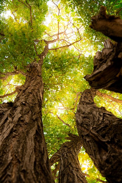 Free Upward view of tall trees with sunlight filtering through vibrant green leaves. Stock Photo