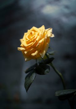 A captivating close-up of a vibrant yellow rose against a dark background, creating a dramatic and artistic mood.