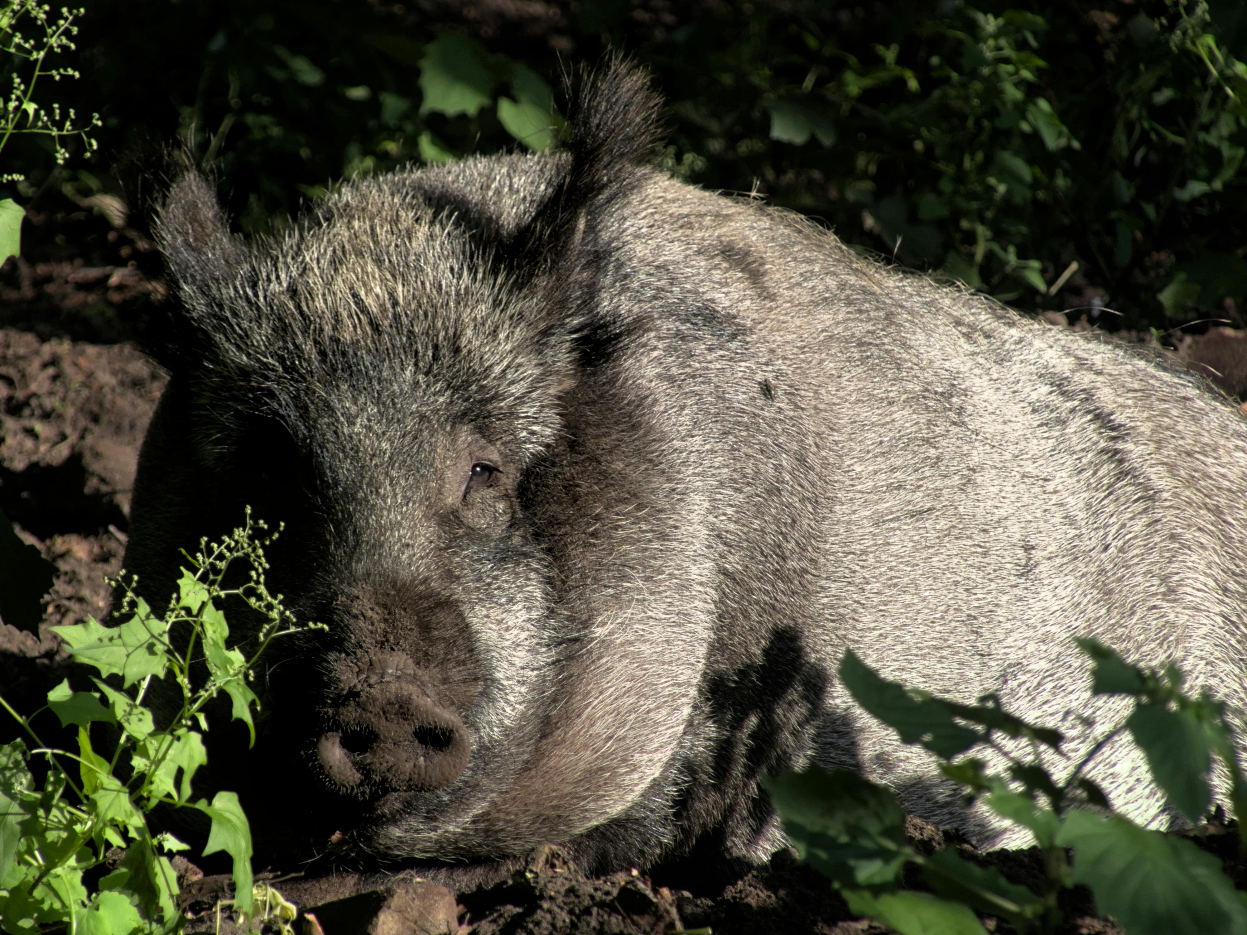 Close-up of a wild boar resting in the natural greenery of Berlin, Germany.