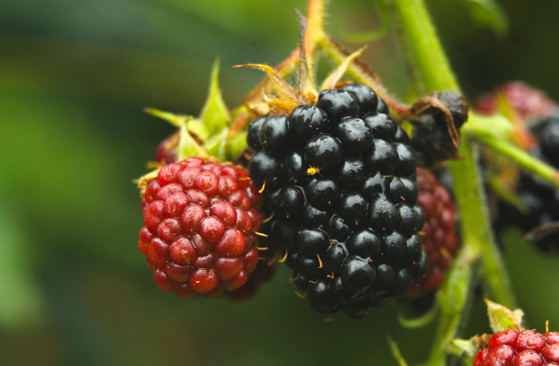 Detailed image of ripe and unripe blackberries on the vine, showcasing vibrant colors and textures.