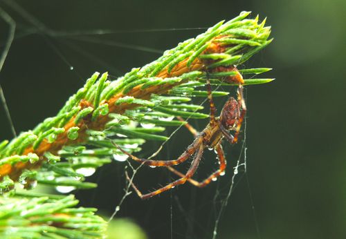Free Close-up of spider on pine branch against blurred background, showcasing nature's detail. Stock Photo