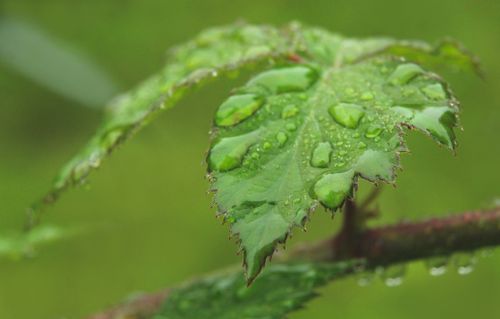 Free Macro shot of fresh green leaf with dew drops, displaying nature's beauty up close. Stock Photo