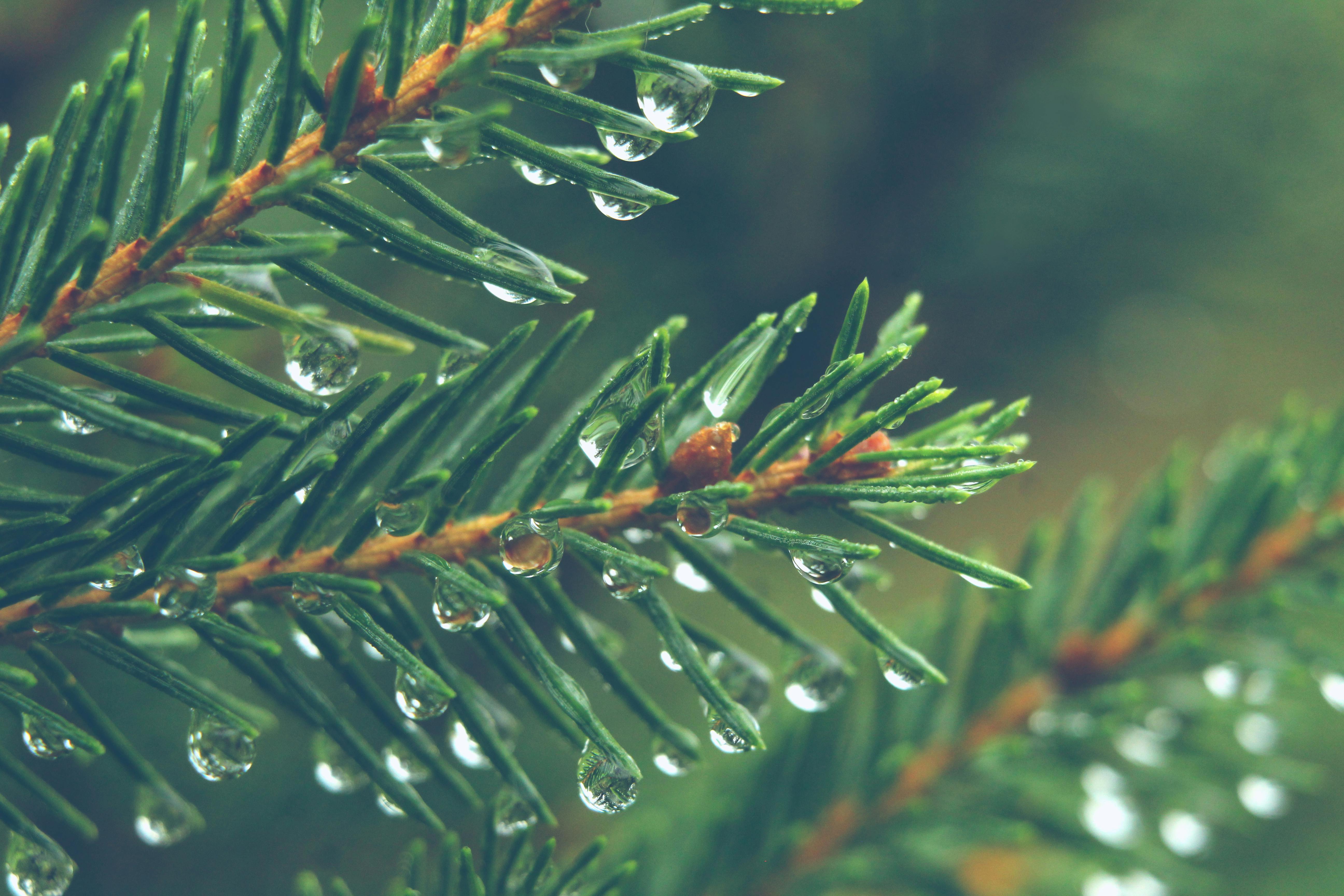 Die Geheimnisse des Bockshornklees in deinem Garten – mehr als nur ein Gewürz