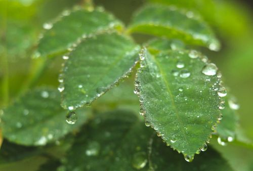 Free Macro shot of fresh green leaves covered with dew drops, highlighting natural beauty. Stock Photo