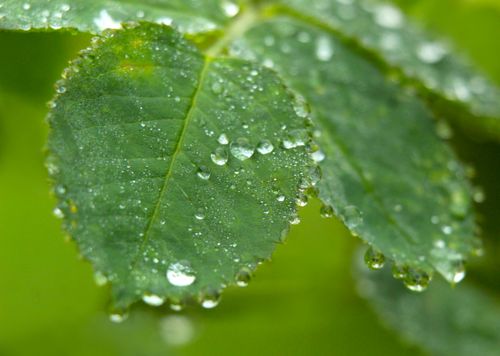 Free Clear dew drops rest delicately on a green rose leaf, highlighting nature's elegance. Stock Photo