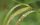 dew