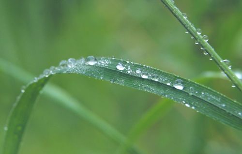 Free Macro image capturing water droplets on green grass with a blurred background. Stock Photo
