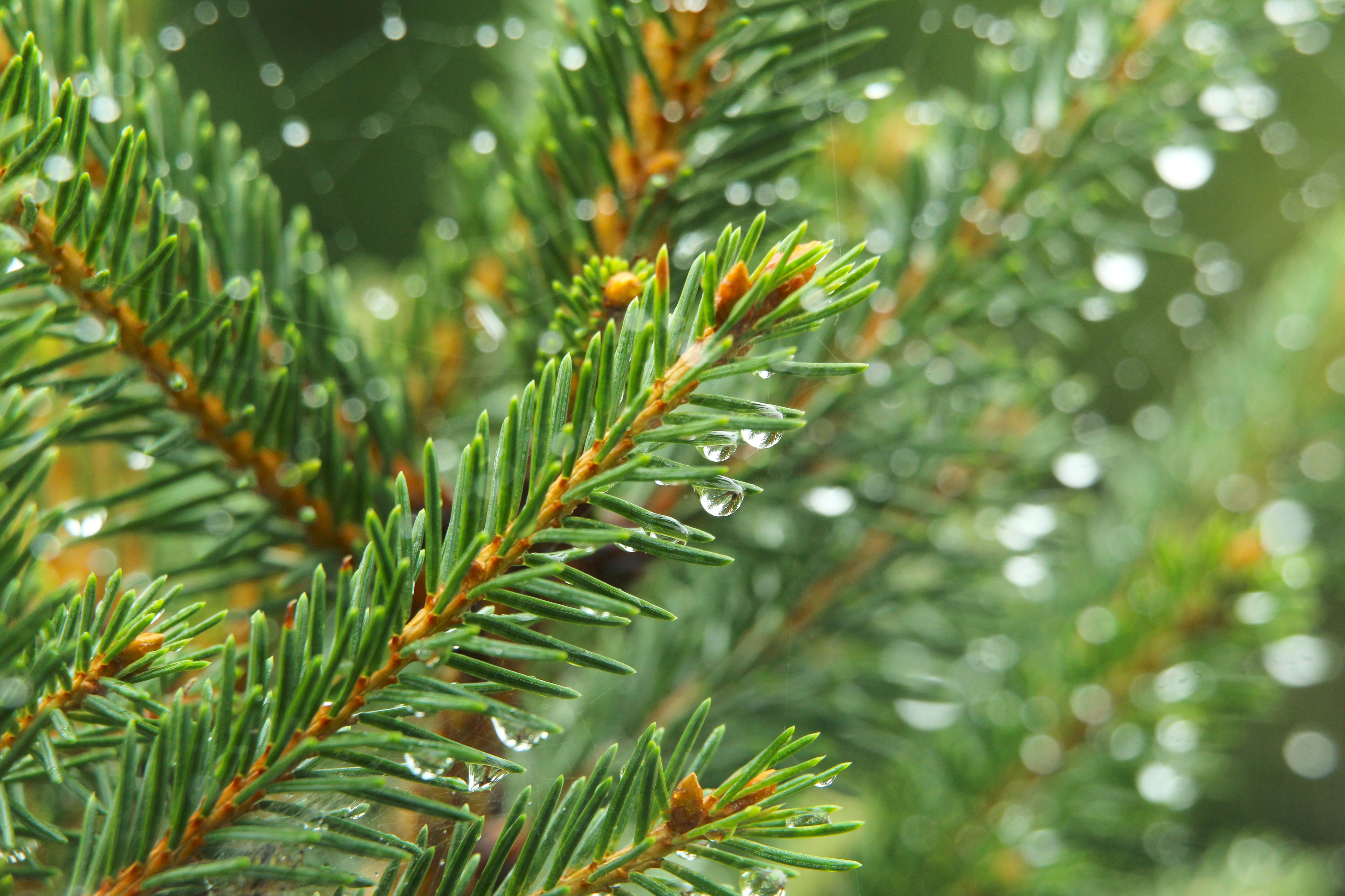Close-up of Dew Drops on Pine Needles in Morning Light · Free Stock Photo