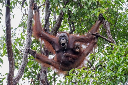 Kinabatangan river wildlife cruise — Borneo