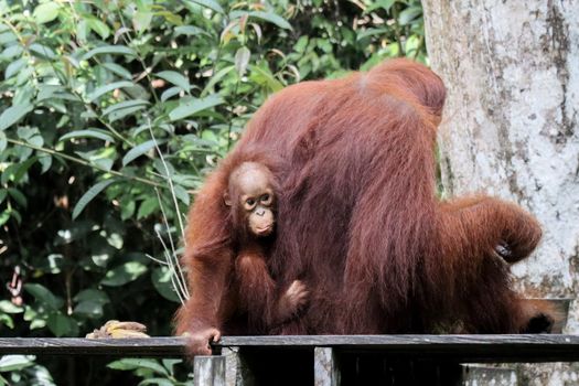 Sepilok orangutan rehabilitation centre — Borneo