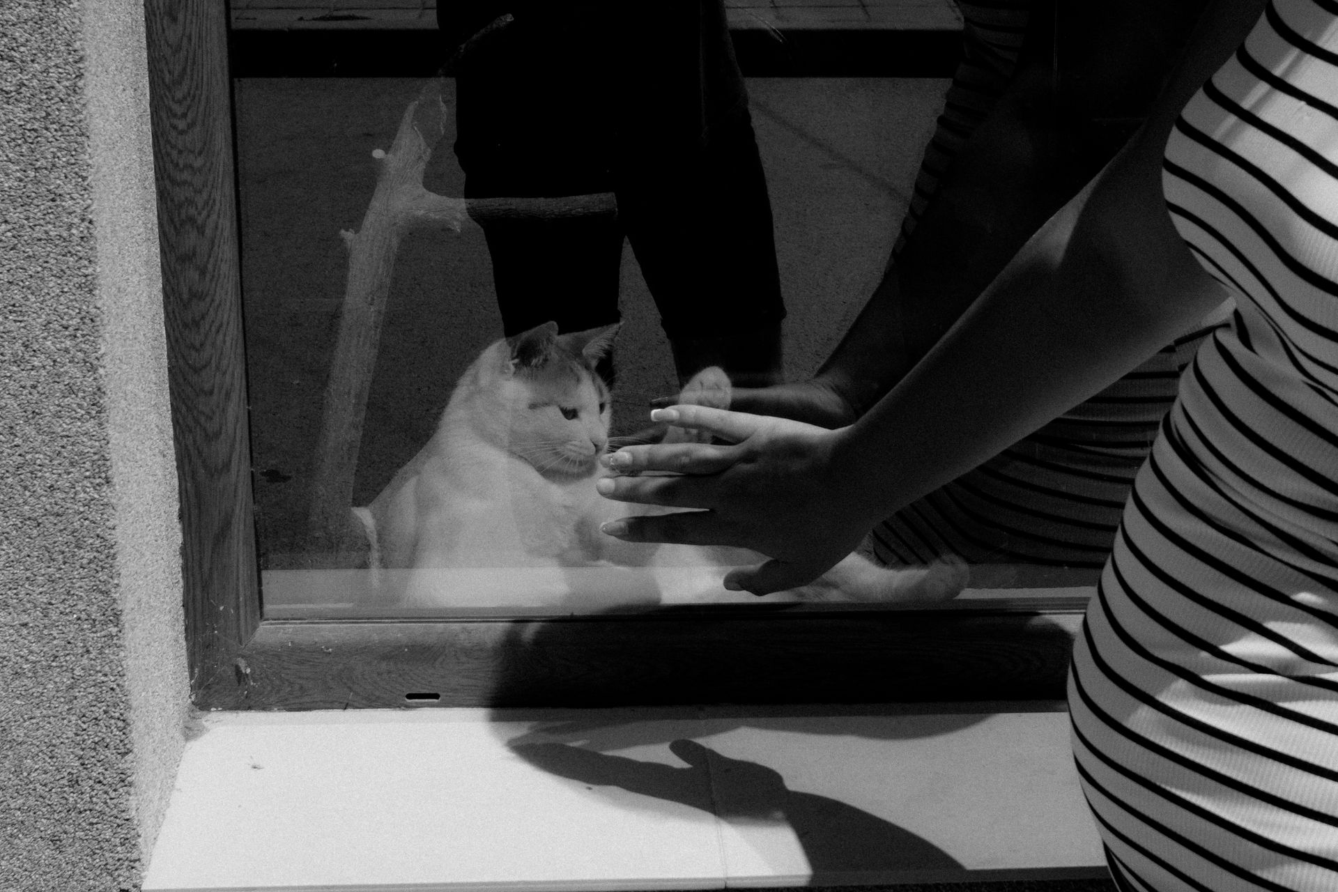 A reflective black and white photo showing a cat and a human interacting through a window, capturing shadows and stripes.