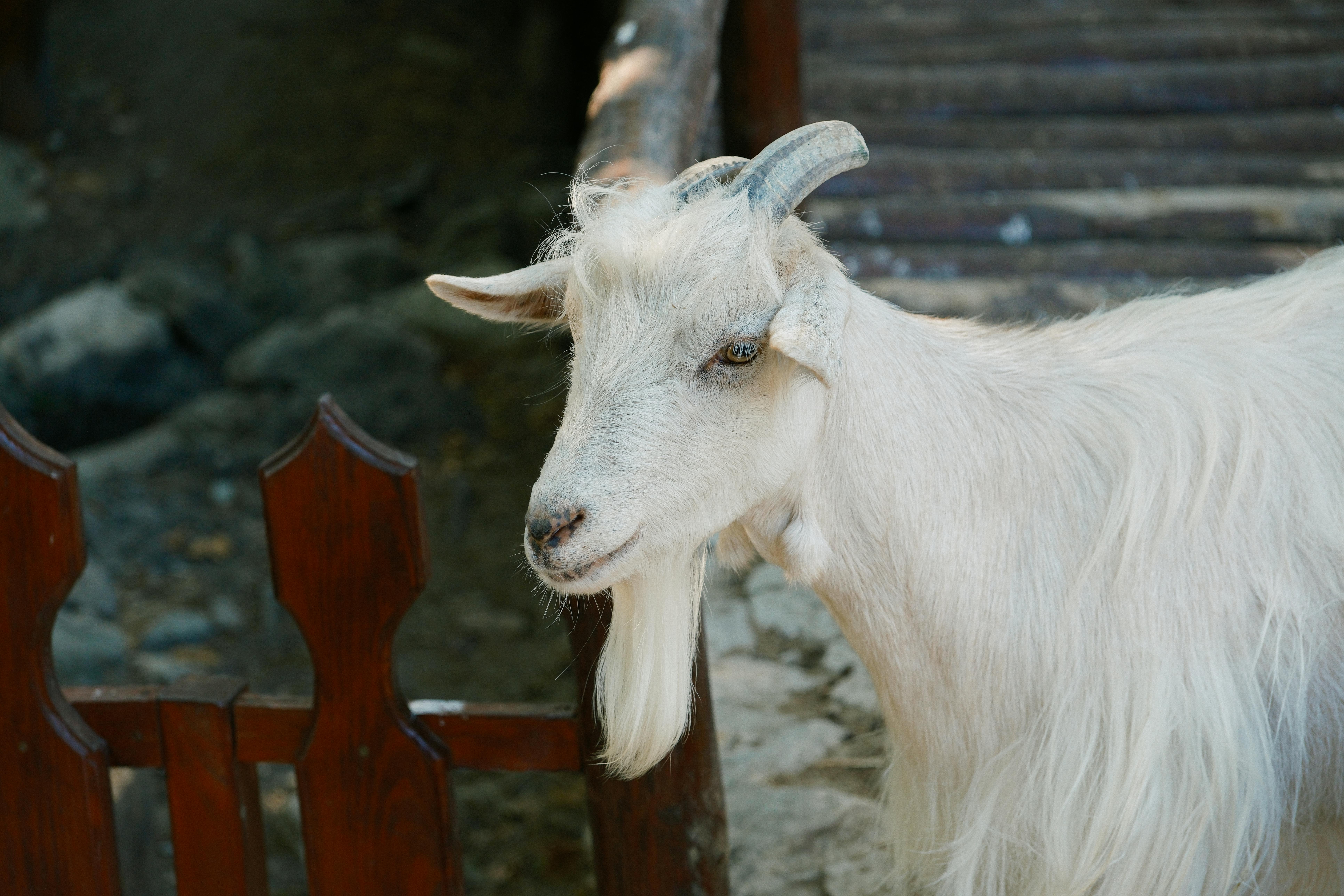 Gratuit Photos gratuites de @extérieur, agriculture, animal Photos