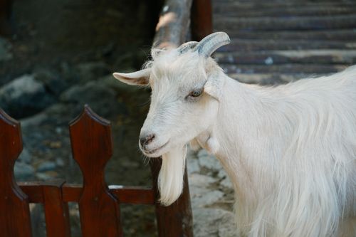 Free A white goat with horns stands near a wooden fence outdoors. Stock Photo