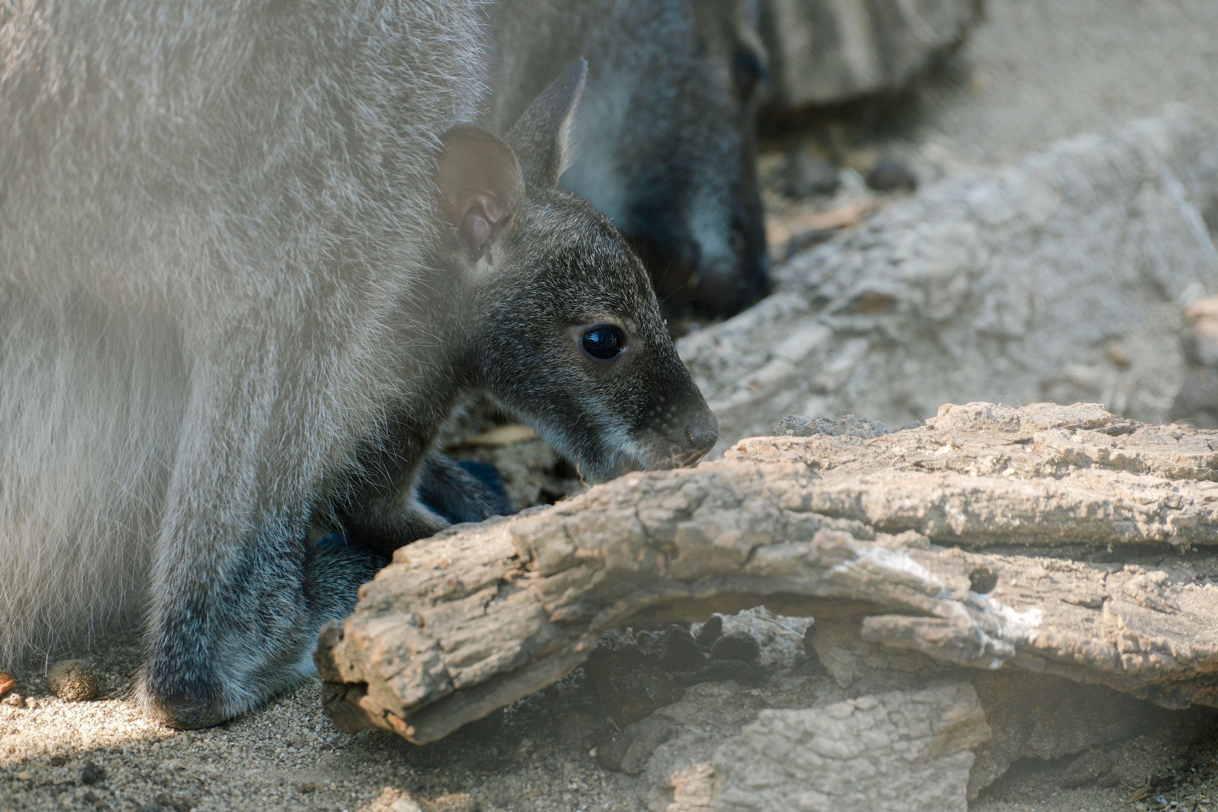 Wallaby Magnetic Island