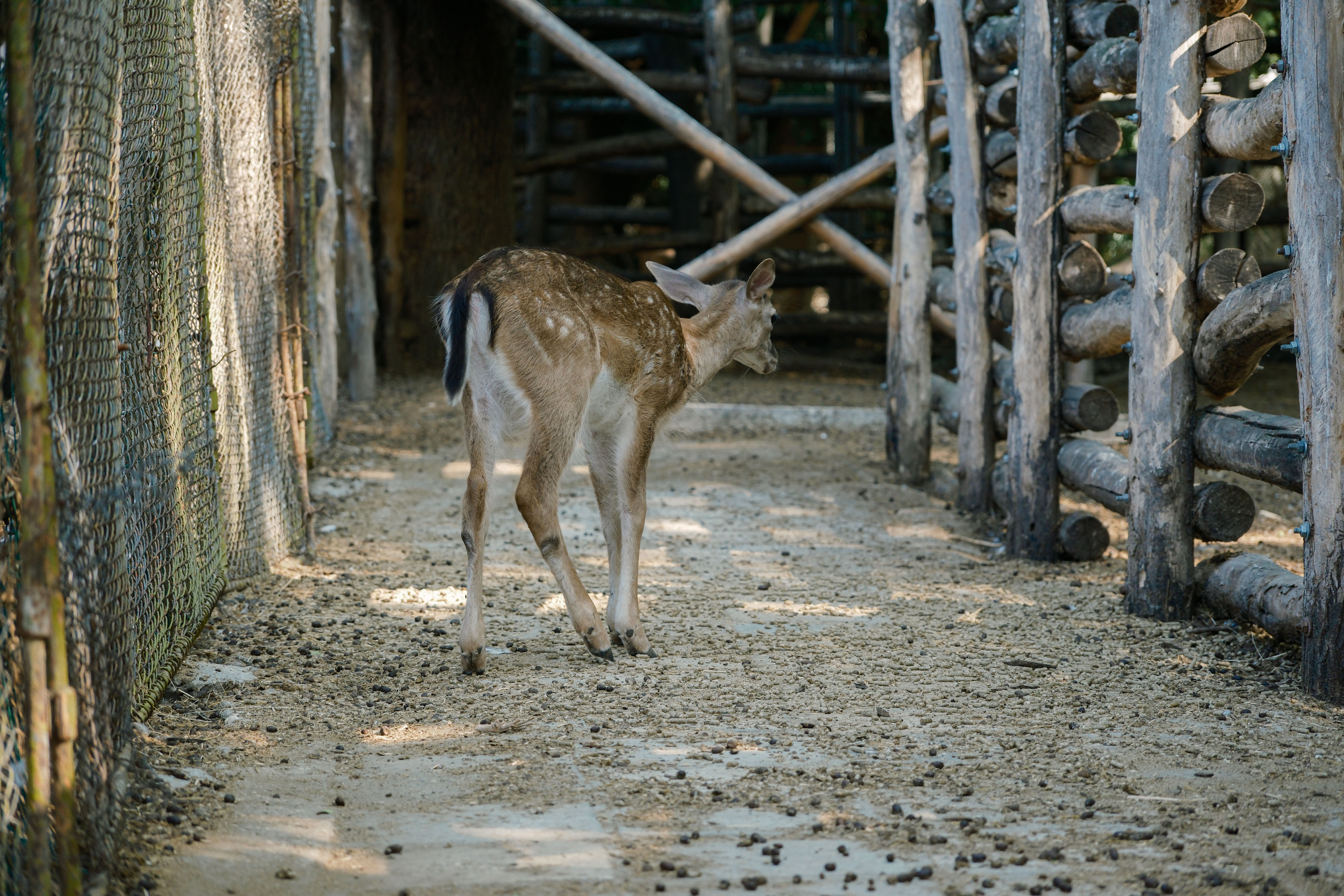 Deer enclosure at the eastern end of Seoul Forest with low fence and bench seating