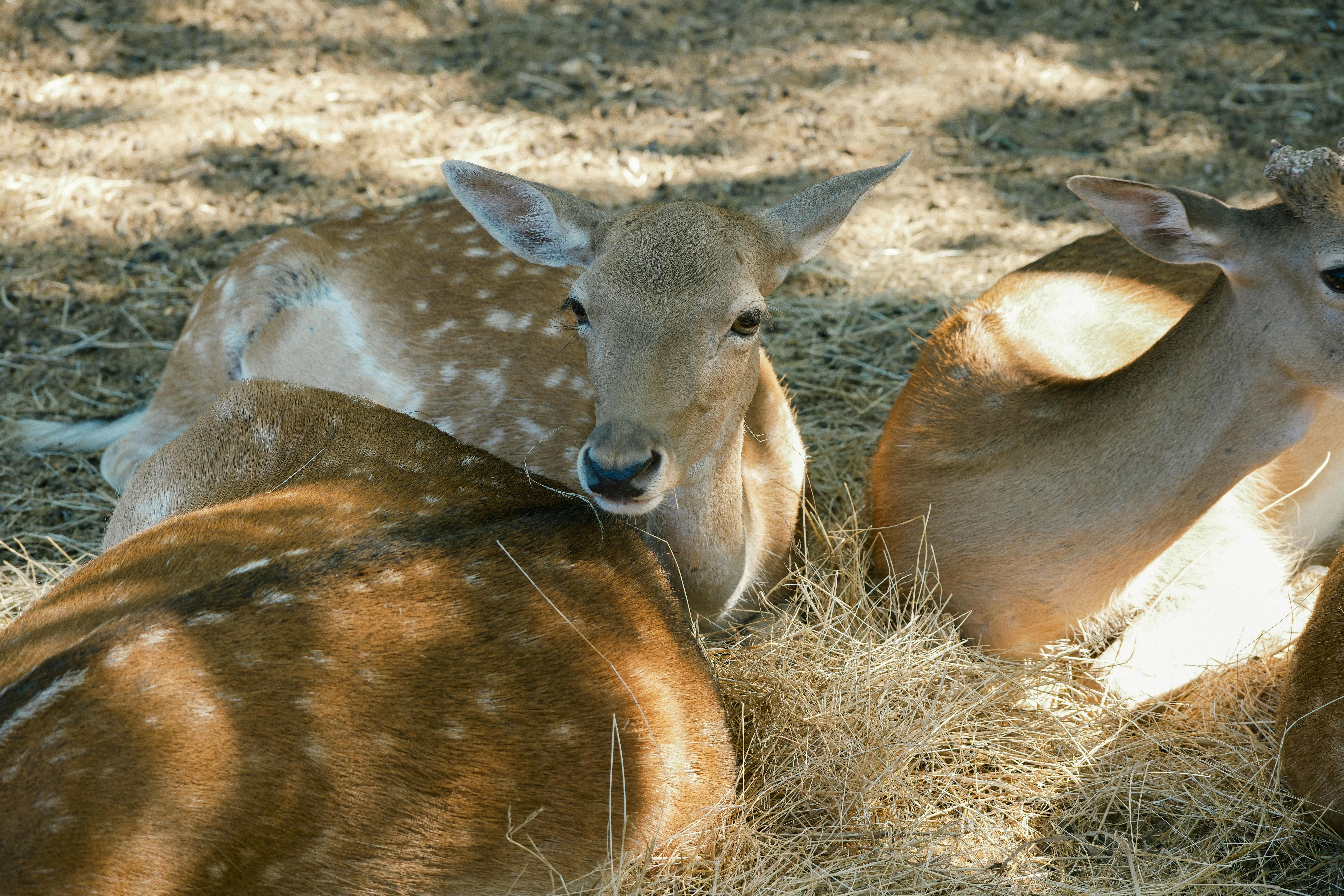 Three fallow deer resting on straw in a Bulgarian wildlife sanctuary.