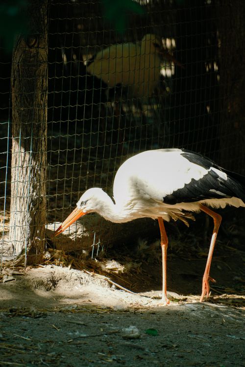 Free White stork foraging near a fence in a zoo enclosure in Bulgaria. Natural lighting highlights its elegance. Stock Photo