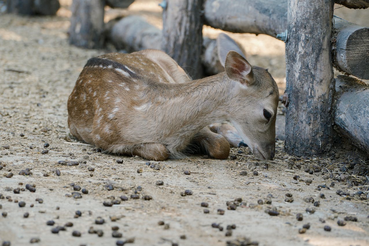 ASPCA How Much Money From Donations Goes To Animals aspca-how-much-money-from-donations-goes-to-animals