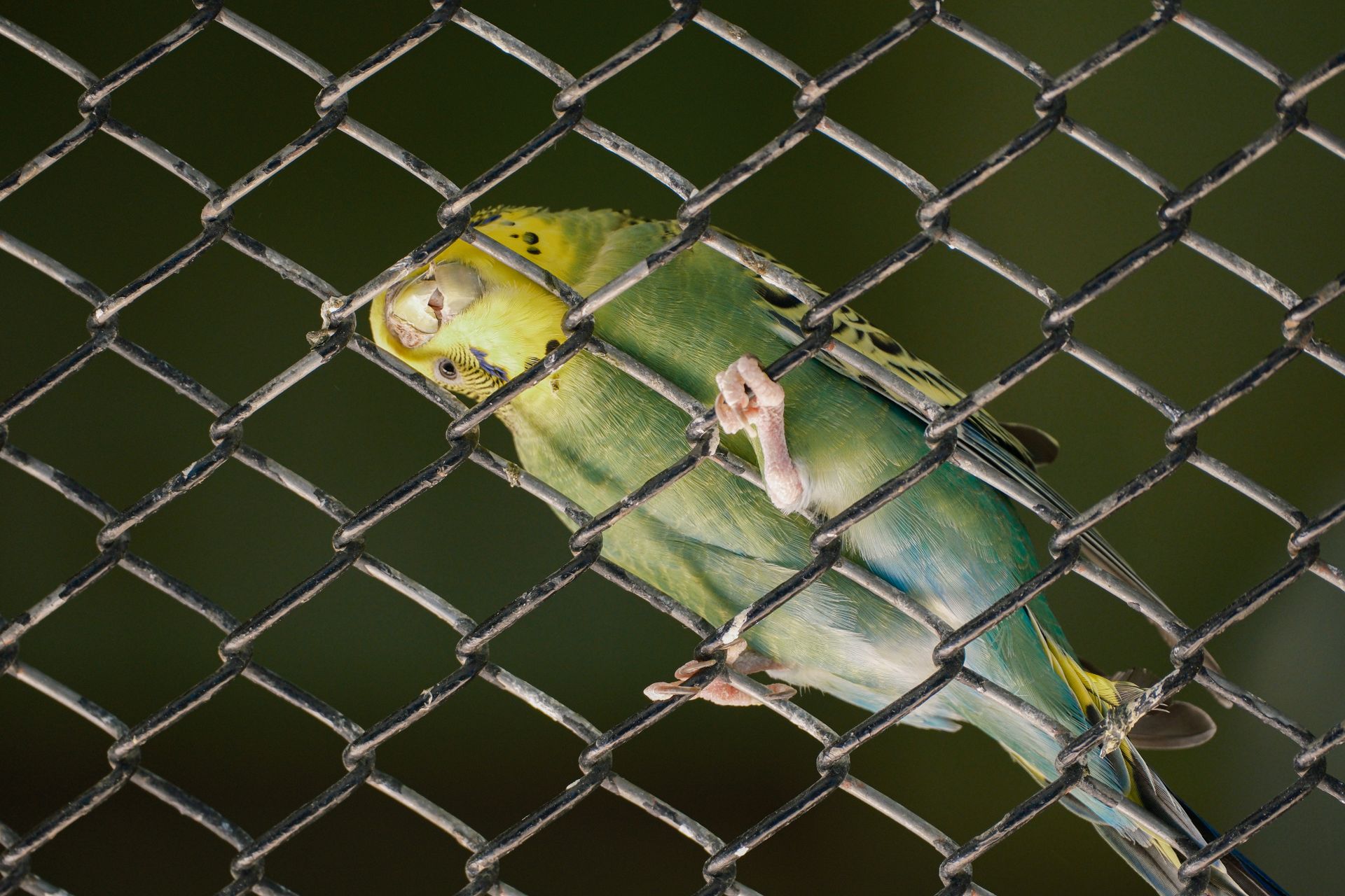 Vibrant green parakeet perched in a wire cage at a Bulgarian zoo.