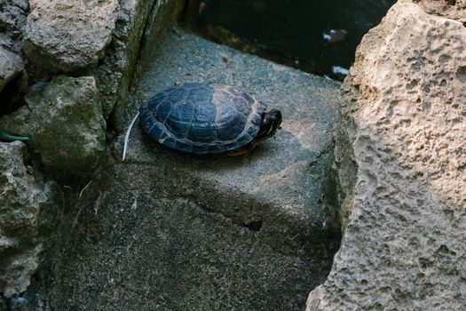 turtle photo