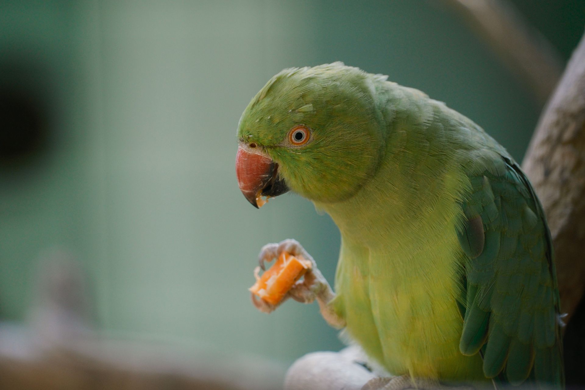 A green parakeet enjoying a snack in its natural habitat at a zoo.