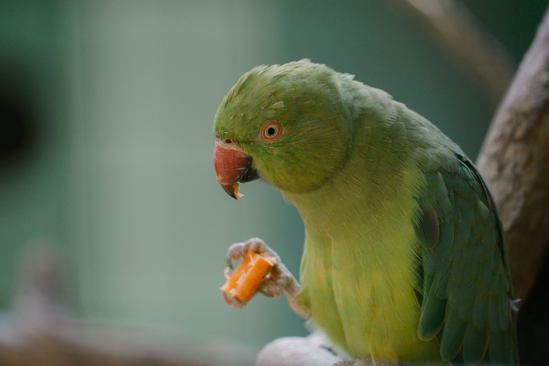 Close-up of a green parrot eating at a zoo in Bulgaria, showcasing its vibrant feathers.